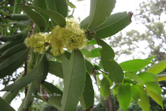 Xylosma longifolium